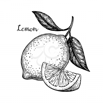 Hand drawn vector illustration of lemon. Isolated on white background. Retro style.