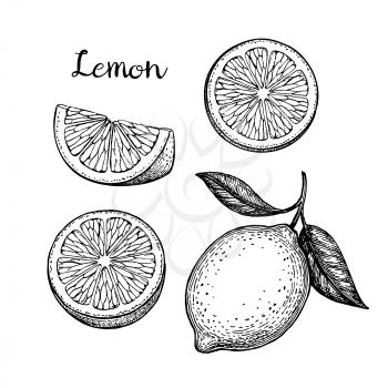 Lemon set. Isolated on white background. Hand drawn vector illustration. Retro style.