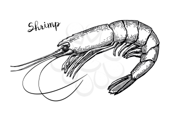 Shrimp ink sketch. Isolated on white background. Hand drawn vector illustration. Retro style.
