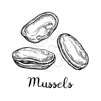 Mussels ink sketch. Isolated on white background. Hand drawn vector illustration. Retro style.