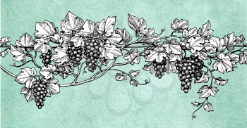 Hand drawn vector illustration of grapes. Vine sketch on old paper background. Retro style.