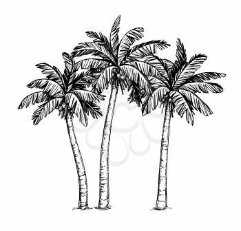 Hand drawn vector illustration of coconut palm trees. Isolated on white background. Ink sketch. Vintage style.
