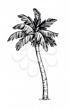 Hand drawn vector illustration of coconut palm tree. Isolated on white background. Ink sketch. Retro style.