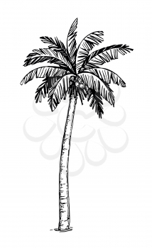 Hand drawn vector illustration of coconut palm tree. Isolated on white background. Ink sketch. Retro style.