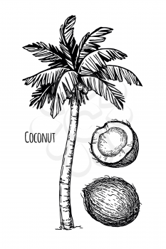 Hand drawn vector illustration of coconut and palm tree. Isolated on white background. Ink sketch. Retro style.