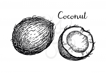 Vector illustration of coconut. Isolated on white background. Vintage style.