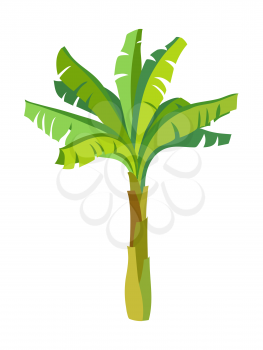Vector illustration of banana palm tree. Isolated on white background. Ink sketch. flat style.