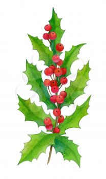 Branch of holly isolated on white background. Hand drawn watercolor illustration. New year and Christmas Holidays design.
