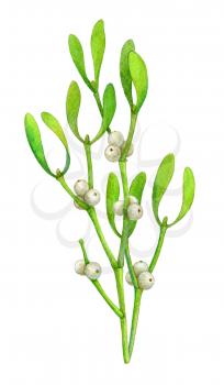 Mistletoe branch isolated on white background. Hand drawn watercolor illustration. New year and Christmas Holidays design.