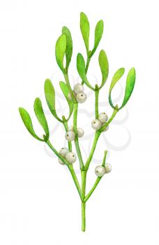 Mistletoe branch isolated on white background. Hand drawn watercolor illustration. New year and Christmas Holidays design.
