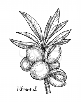 Ink sketch of almond. Hand drawn vector illustration. Isolated on white background. Retro style.