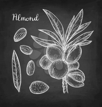Chalk sketch of almond on blackboard background. Hand drawn vector illustration. Retro style.