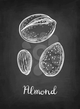 Chalk sketch of almond on blackboard background. Hand drawn vector illustration. Retro style.