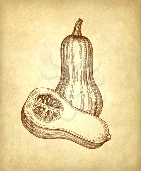 Ink sketch of butternut squash on old paper background. Hand drawn vector illustration. Retro style.