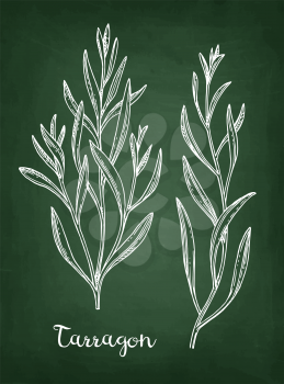 Tarragon set. Chalk sketch on blackboard background. Hand drawn vector illustration. Retro style.