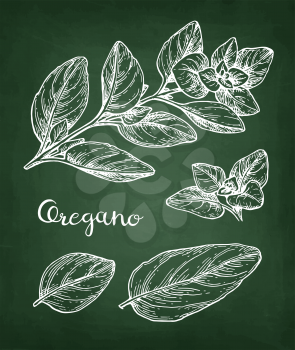 Oregano set. Chalk sketch on blackboard background. Hand drawn vector illustration. Retro style.