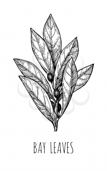 Bay leaves. Ink sketch solated on white background. Hand drawn vector illustration. Retro style.