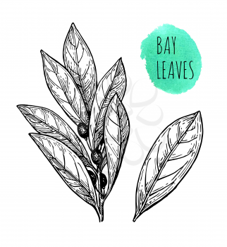 Bay leaves. Ink sketch solated on white background. Hand drawn vector illustration. Retro style.