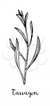 Tarragon ink sketch. Isolated on white background. Hand drawn vector illustration. Retro style.