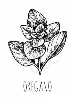 Oregano ink sketch. Isolated on white background. Hand drawn vector illustration. Retro style.