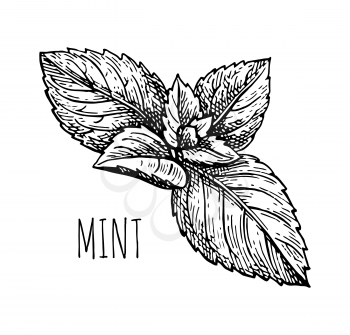 Ink sketch of mint. Isolated on white background. Hand drawn vector illustration. Retro style.