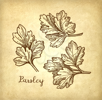 Parsley ink sketch on old paper background. Hand drawn vector illustration. Retro style.