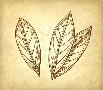 Bay leaves ink sketch. Ink sketch on old paper background. Hand drawn vector illustration. Retro style.