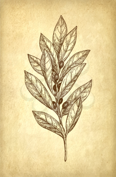 Bay laurel branch. Ink sketch on old paper background. Hand drawn vector illustration. Retro style.