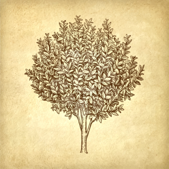 Bay laurel tree. Ink sketch on old paper background. Hand drawn vector illustration. Retro style.