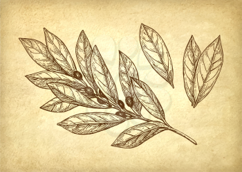 Bay leaves set. Ink sketch on old paper background. Hand drawn vector illustration. Retro style.