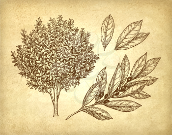 Bay laurel tree, branch and leaves. Ink sketch on old paper background. Hand drawn vector illustration. Retro style.