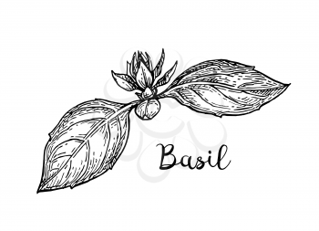 Basil ink sketch isolated on white background. Hand drawn vector illustration. Retro style.