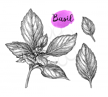 Basil set. Ink sketch isolated on white background. Hand drawn vector illustration. Retro style.