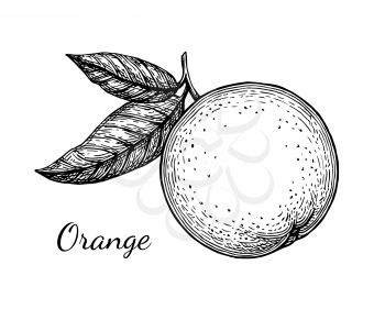 Ink sketch of orange. Isolated on white background. Hand drawn vector illustration. Retro style.