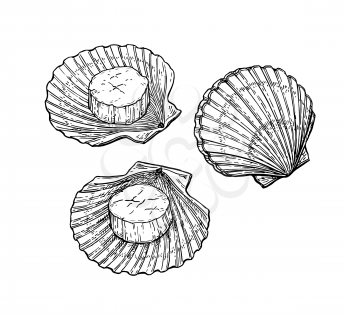 Scallops set. Seafood ink sketch. Isolated on white background. Hand drawn vector illustration. Retro style.