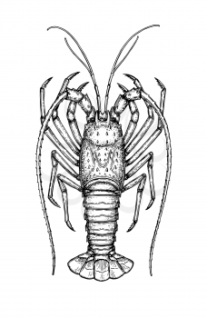 Ink sketch of spiny lobster. Isolated on white background. Hand drawn vector illustration. Retro style.