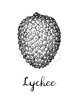 Ink sketch of lychee fruit. Isolated on white background. Hand drawn vector illustration. Retro style.