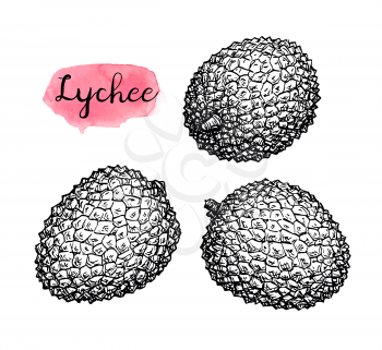 Ink sketch of lychee fruits. Isolated on white background. Hand drawn vector illustration. Retro style collection.