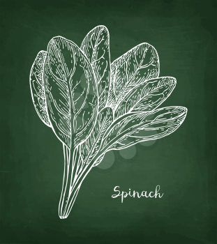 Chalk sketch of spinach on blackboard background. Hand drawn vector illustration. Retro style.