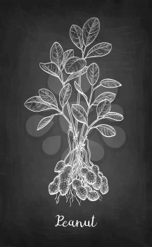 Chalk sketch of peanut plant on blackboard background. Hand drawn vector illustration. Retro style.