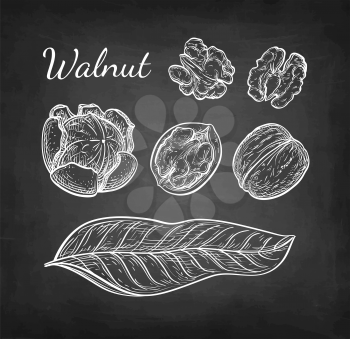 Walnuts set. Chalk sketch of nuts on blackboard background. Hand drawn vector illustration. Retro style.