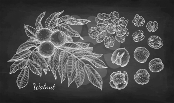 Walnuts big set. Chalk sketch of nuts on blackboard background. Hand drawn vector illustration. Retro style.