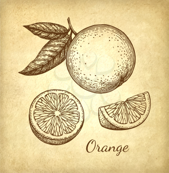 Orange set. Hand drawn vector illustration on old paper background. Retro style ink sketch.