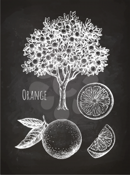 Orange set. Chalk sketch on blackboard background. Hand drawn vector illustration. Retro style.