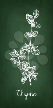 Chalk sketch of thyme on blackboard background. Hand drawn vector illustration. Retro style.