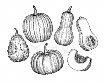 Pumpkins, butternut squash and gourd. Ink sketch collection isolated on white background. Hand drawn vector illustration. Retro style.