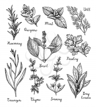 Herbs set. Collection of ink sketches isolated on white background. Hand drawn vector illustration. Retro style.