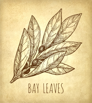 Ink sketch of bay leaves on old paper background. Hand drawn vector illustration. Retro style.