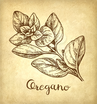 Oregano ink sketch on old paper background. Hand drawn vector illustration. Retro style.