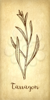 Tarragon ink sketch on old paper background. Hand drawn vector illustration. Retro style.
